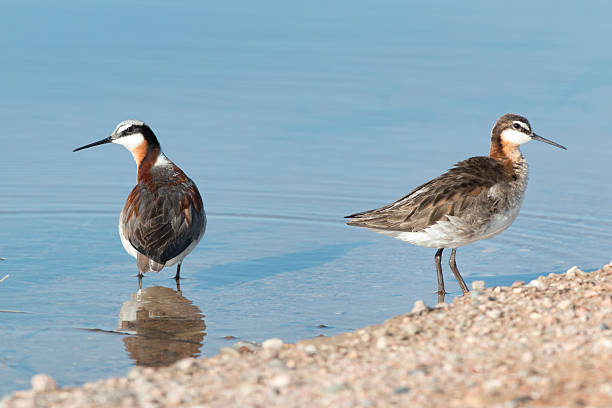 A male and female Wilson's phalarope groom and feed on insects floating on the surface of a small, shallow pond in the Pawnee National Grasslands on the north-eastern plains of Colorado.