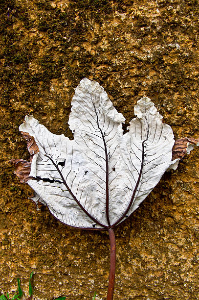 wilted leaf on dry ground stock photo