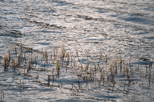 Close-up of a group of rush plants (Juncus) growing upright and closely together at the beach of a lake in winter in the golden light of a low sun in the afternoon. The plants are getting wilted with the stems getting broken. The image was captured with a 200mm telephoto lens resulting in shallow depth of field. Focus was placed over the closest reeds. The background (the blue water of the lake) is blurred (or defocused).