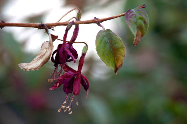 Wilting Fuchsias A pair of wilting fuchsias on a branch. fuchsia flower stock pictures, royalty-free photos & images