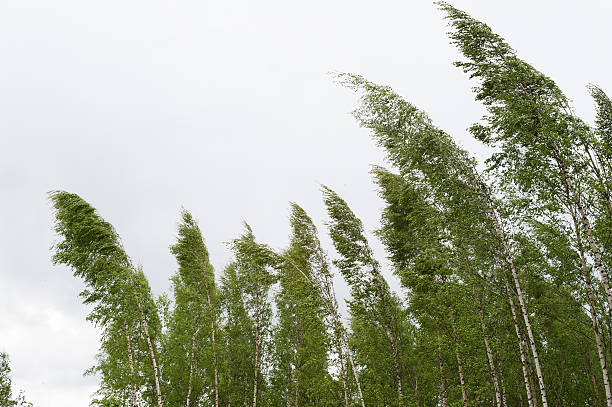 Wind blowing birch trees stock photo