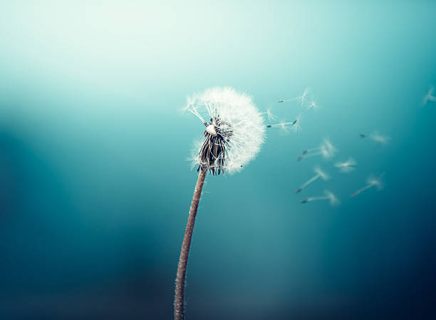 Wind Blowing Dandelion Dandelion seeds flying in the wind. dandelion stock pictures, royalty-free photos & images