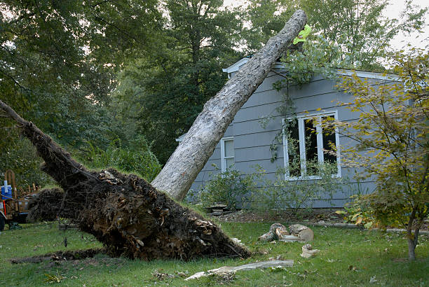 Wind Damage After Storm stock photo