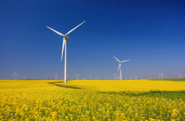 Wind farm and beautiful rapeseed flower in bloom with a clear blue sky. Lots of wind turbines in a field of blooming rapeseed stock photo