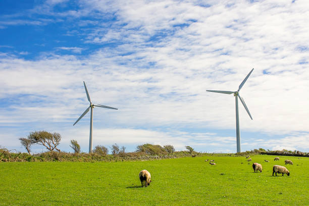 Wind turbines  on farm with animals,on top of the hill with blue and cloudy sky in background.Ecological green energy production.Care for natural environment.North Wales,Uk.Environment friendly solution. stock photo
