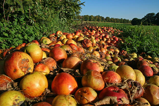 Windfall A heap of windfall apples. rotting stock pictures, royalty-free photos & images