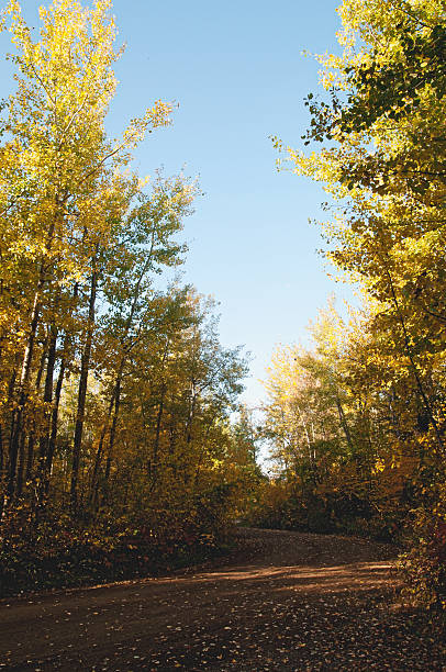 Winding Park Road in Autumn stock photo
