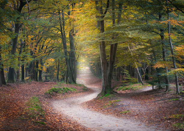 Winding road in a beech forest in autumn colors, footpath, Utrechtse Heuvelrug stock photo