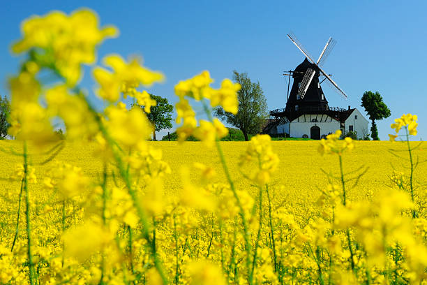 windmill in a field in kronetorp, skane, sweden - skåne bildbanksfoton och bilder