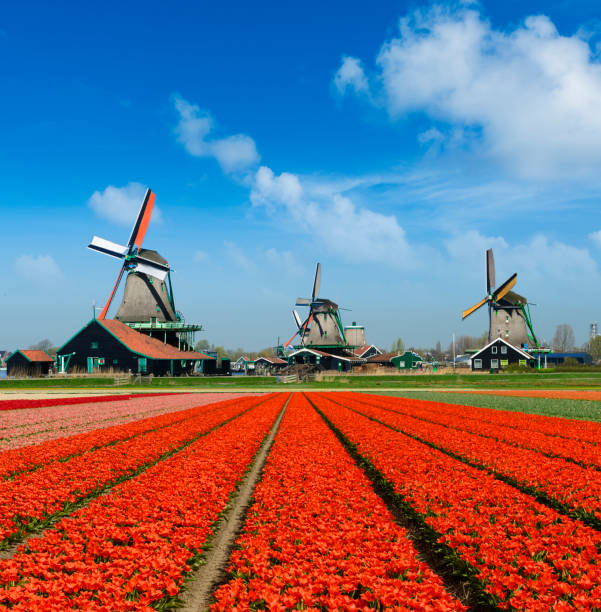 väderkvarnar och glöd lampa fält, holland - red hyacinth bildbanksfoton och bilder