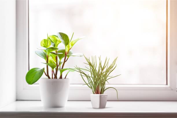 Sunny Window Sill Stock Photos, Pictures & Royalty-Free Images - iStock