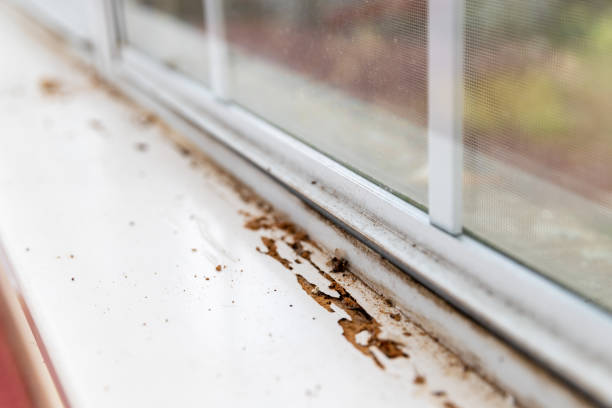 Window sill showing termite damage stock photo