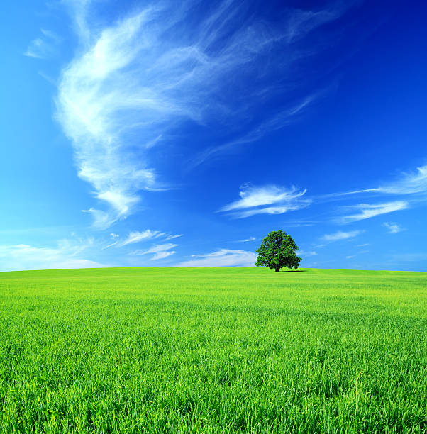 Windy Blue Sky and Lonely Tree - XXXL image stock photo