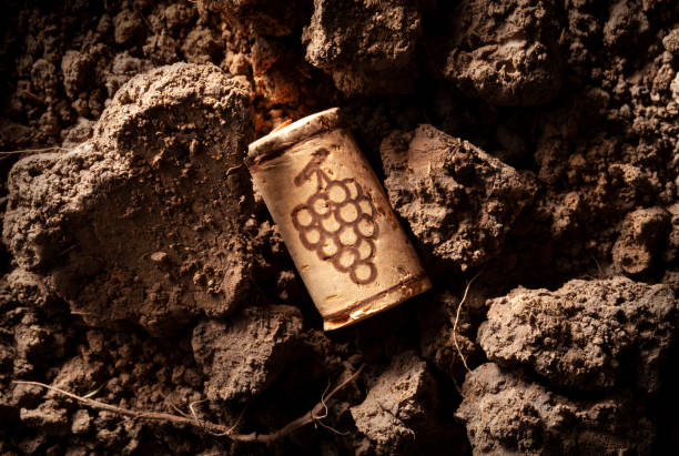 Wine cork on the soil stock photo