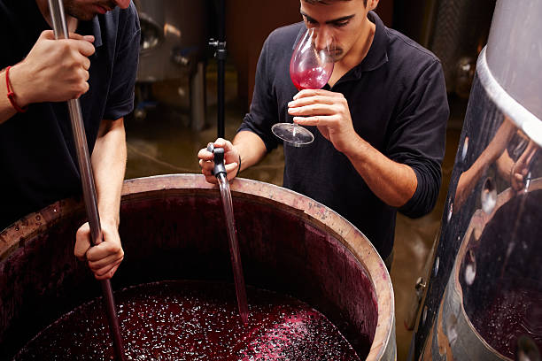 wine expert tastes the wine before closing barrels - sniffing glass imagens e fotografias de stock