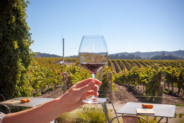 Wine Glass Held Up In Wine Vineyard stock photo