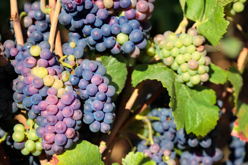 Clusters of wine grapes growing in a vineyard in the Burgundy region of France.  Alternative file shown below:
