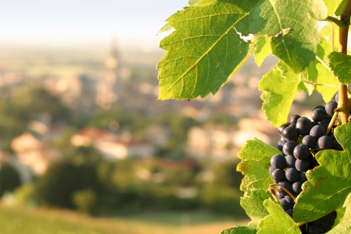 Ripe grapes on vine overlooking small French village.