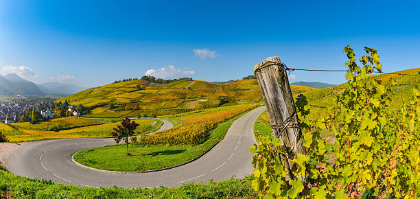 Wine Road, Vineyards of Alsace in France Wine Road, Vineyards of Alsace in France, Europe alsace stock pictures, royalty-free photos & images