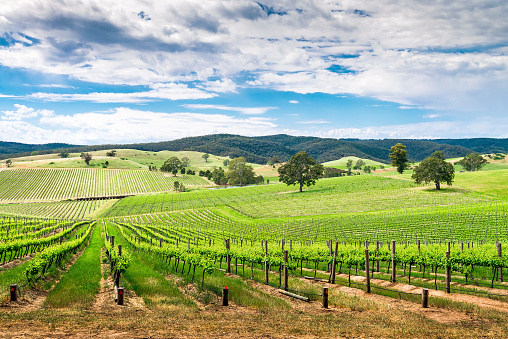 Picturesque wine valley in Barossa, South Australia. Color-toning effect appplied