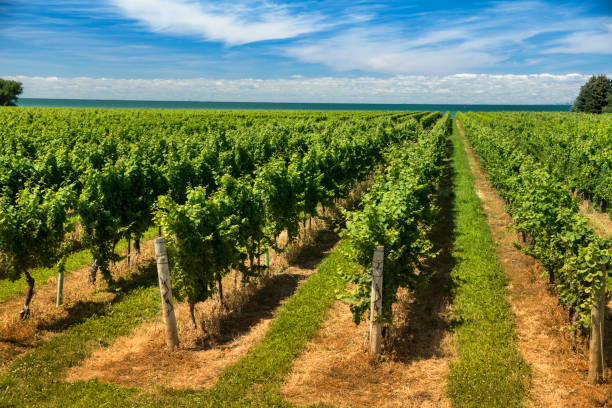 Wine vineyard on a sunny day in autumn Winery grapes on a farm in Niagara Falls Ontario Canada niagara falls stock pictures, royalty-free photos & images