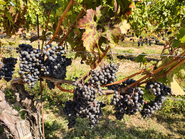Wine vineyard stock photo