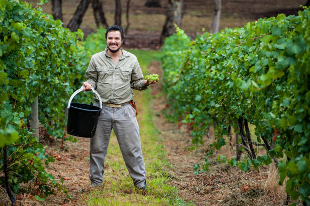 Winemaker and viticulturist harvesting Chardonnay grapes in South Australia stock photo
