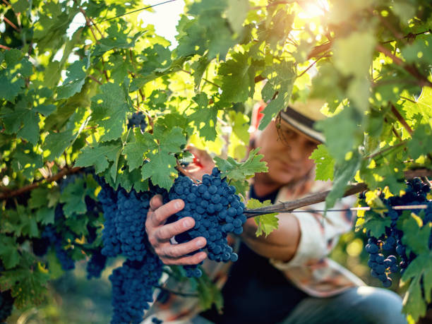 Winemaker harvesting grapes stock photo
