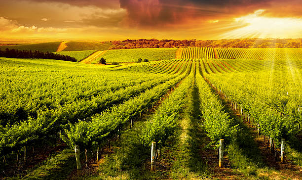 Winery Gold A Beautiful Sunset over vineyard in South Australia south australia stock pictures, royalty-free photos & images