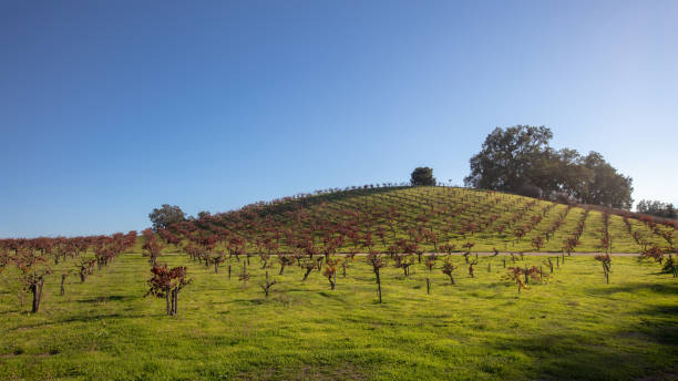 Winery grapevine rows in rolling hills during winter in California United States stock photo