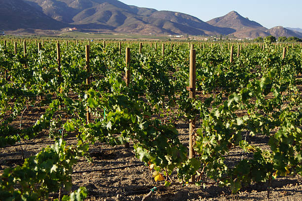 Winery vineyards at Ensenada, Mexico stock photo