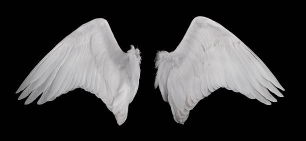 Wings on black background stock photo