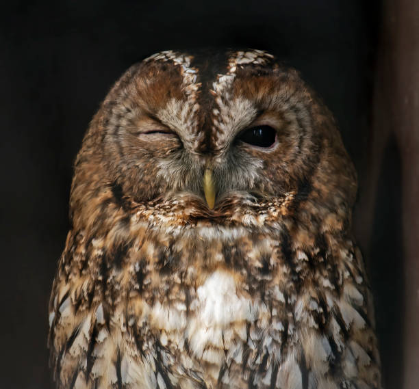 A Winking Tawny Owl stock photo