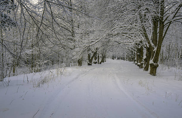 Winter alley in the park stock photo