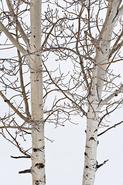 Winter Aspen Trees stock photo