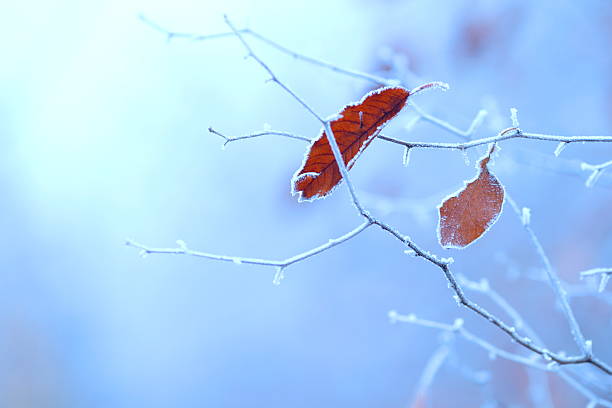 winter background - frozen leaf bildbanksfoton och bilder