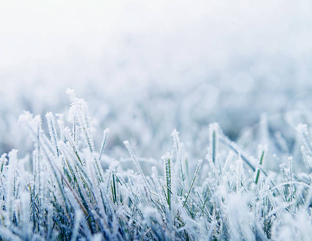winter background with snowy grass - frozen leaf bildbanksfoton och bilder