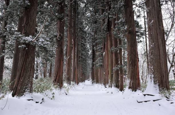 Winter - beautiful snow road with cedar trees forest in Nagano, Japan stock photo