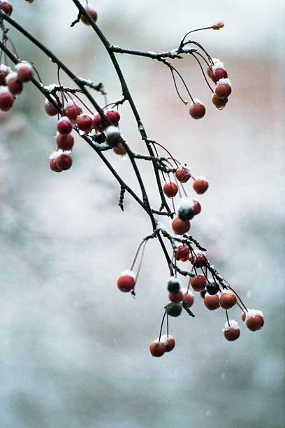 Winter berries. stock photo