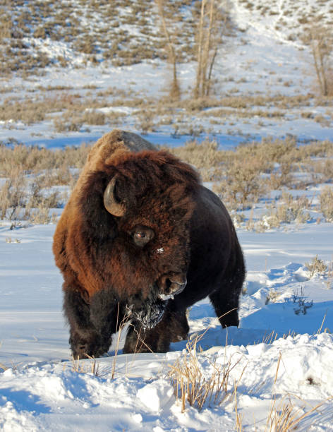 casaco bison de inverno - buffalo - fotografias e filmes do acervo