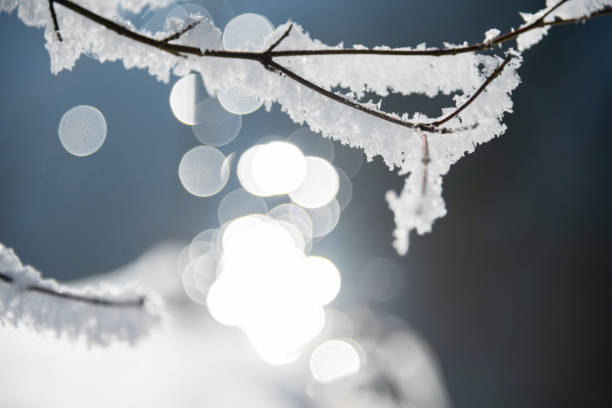 Winter branches covered with frost stock photo