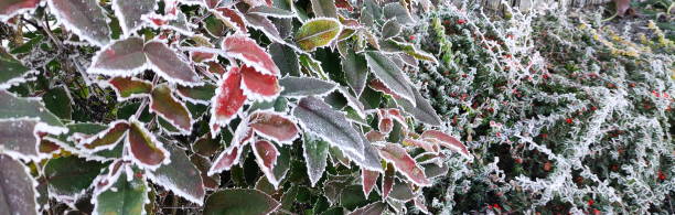 vinter grenar av mahogny med vita istappar och röda och gröna blad, blå himmel, december morgonen frost i naturen, trädgård - frozen leaf bildbanksfoton och bilder