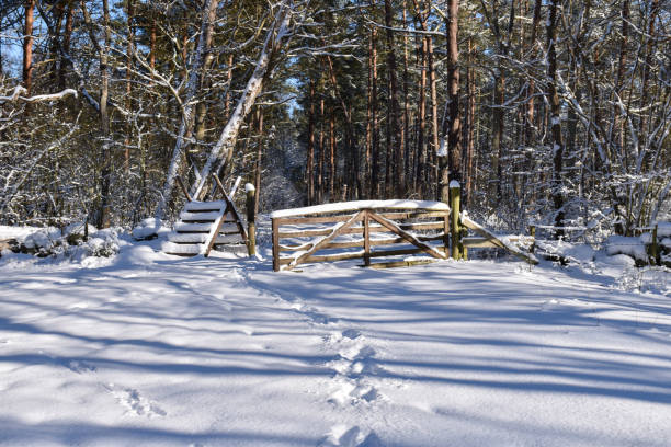 Winter by the entrance into the woods stock photo