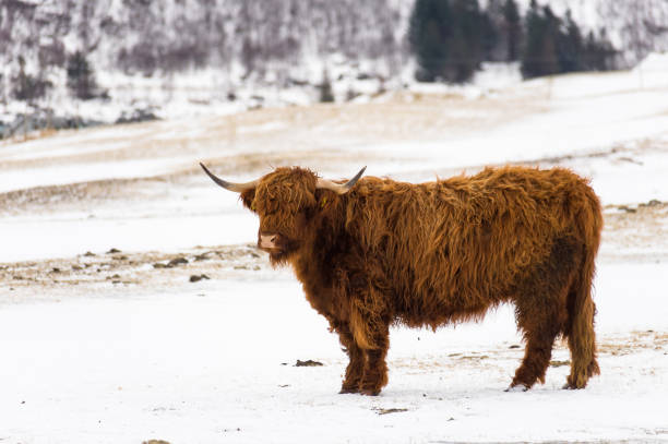 Winter Cattle in Lofoten stock photo