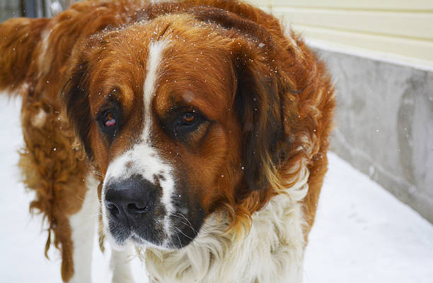 winter dog red dog in the snow dhole stock pictures, royalty-free photos & images