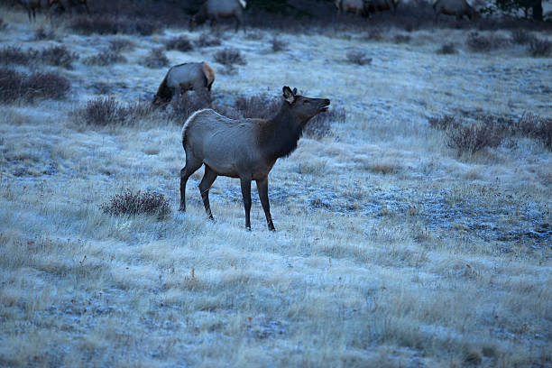 Winter Elk stock photo