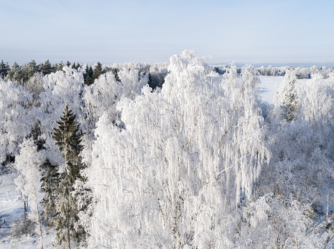 tree aerial view, frost covered tree, drone point of view, aerial view, winter, christmas card, winter fairy tale, Winter Landscape, christmas