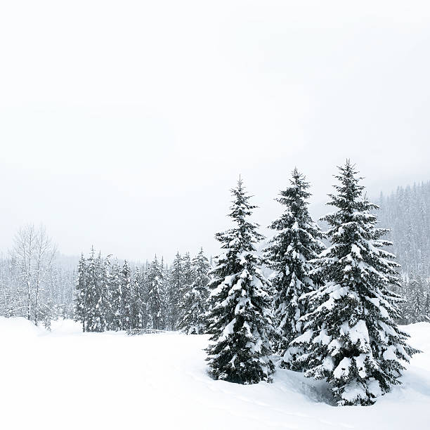 Snow Covered Pine Trees Stock Photos, Pictures & Royalty-Free Images ...