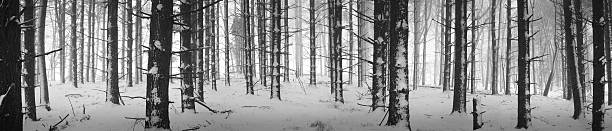 Winter forest panoramic stock photo