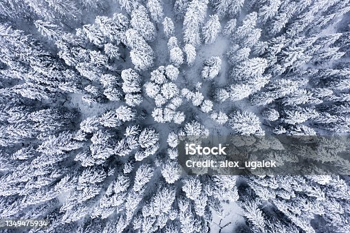 istock Winter forest patterns 1349475934